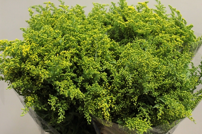 <h4>SOLI GOLDEN GLORY 40 GR.</h4>