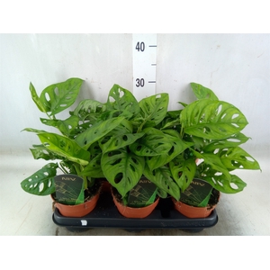 Monstera obliqua 'Leichtlinii'