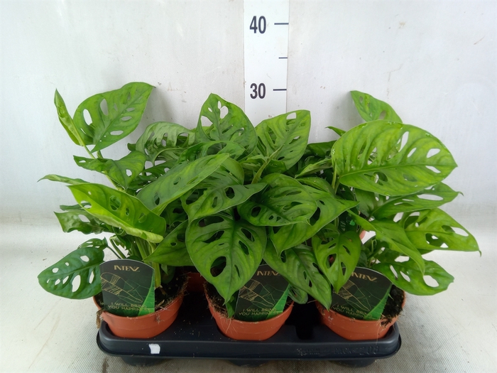 <h4>Monstera obliqua 'Leichtlinii'</h4>