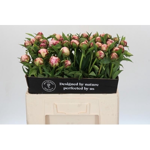 Paeonia Vogue