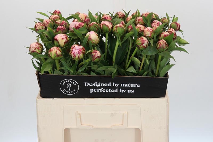 Paeonia Vogue