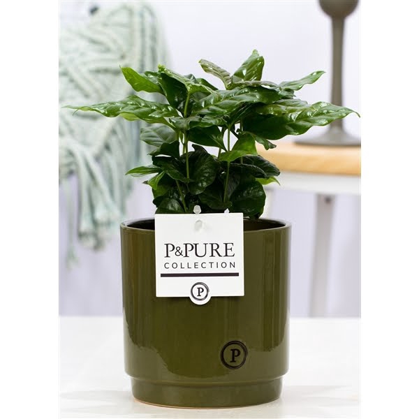 <h4>Coffea Arabica in P&PURE Ivy ceramics green</h4>