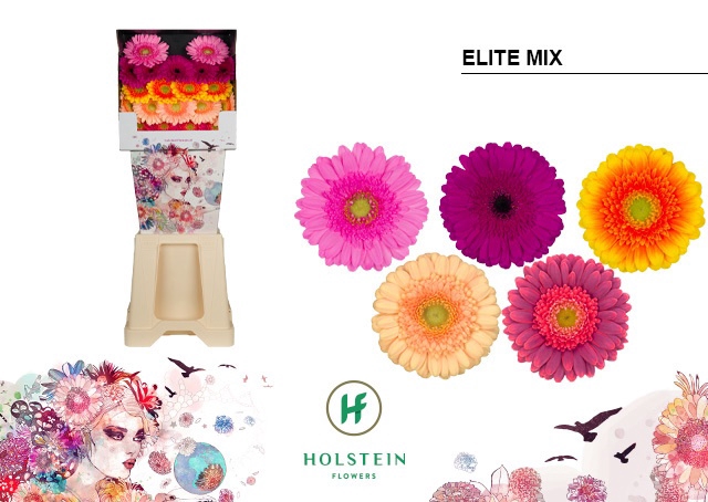 <h4>Ge Mi Elite Mix Gem</h4>