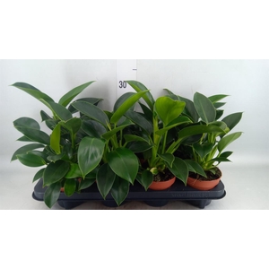 Philodendron  'Green Princess'