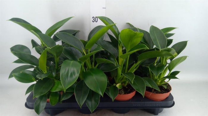 <h4>Philodendron  'Green Princess'</h4>
