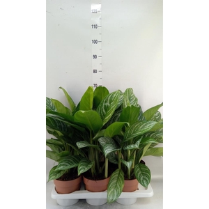 Aglaonema   ...