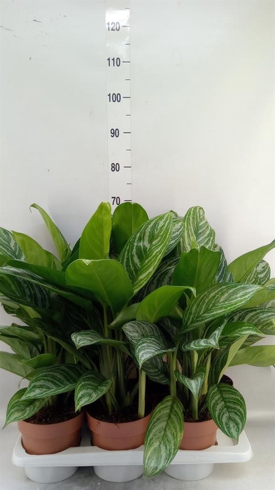 <h4>Aglaonema ...</h4>