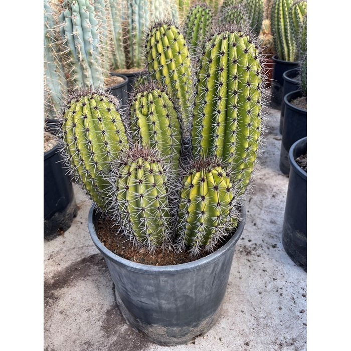 <h4>CACTUS OV</h4>