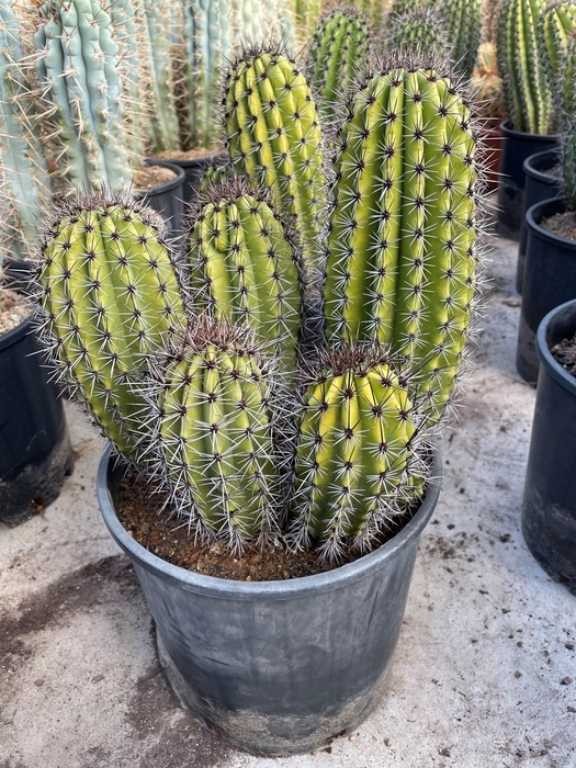 CACTUS OV
