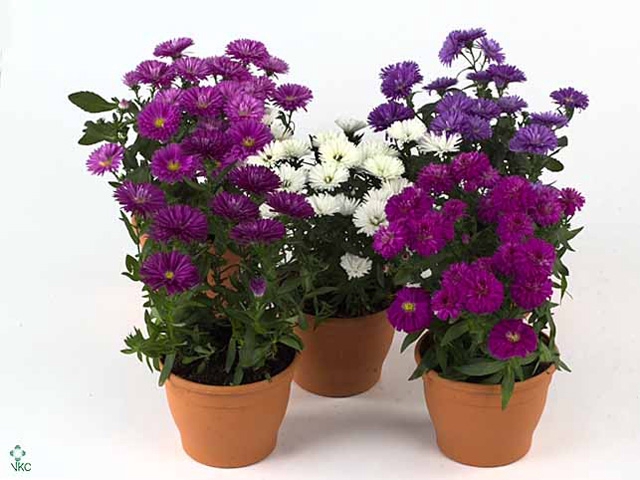 ASTER NB VICTORI GEM