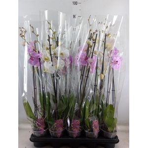 Phalaenopsis   ...mix
