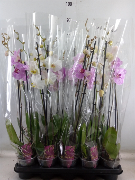 <h4>Phalaenopsis   ...mix</h4>