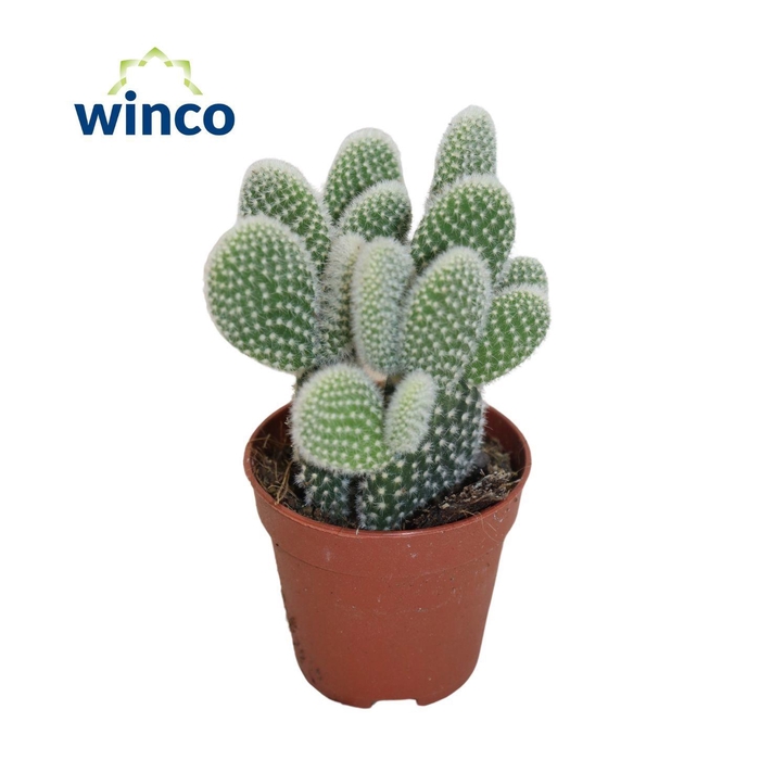 <h4>OPUNTIA MICRODASYS</h4>