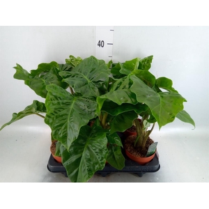 Alocasia  'Low Rider'