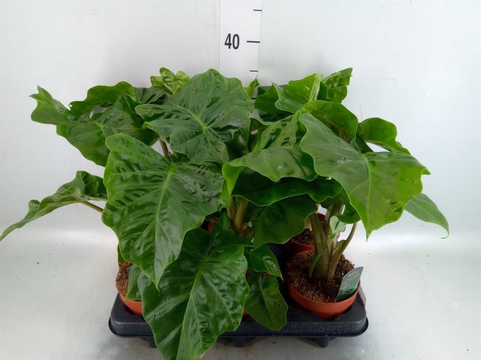 Alocasia  'Low Rider'