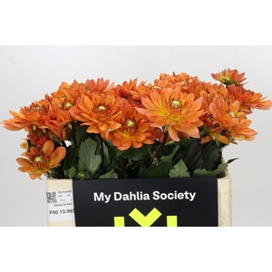 Dahlia Dr Phil