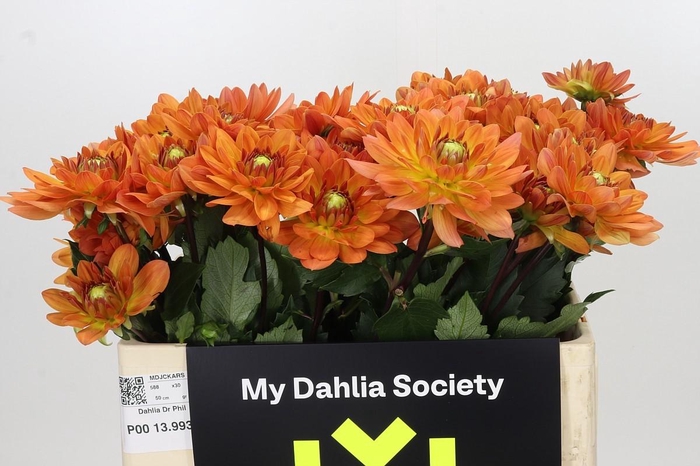<h4>Dahlia Dr Phil</h4>