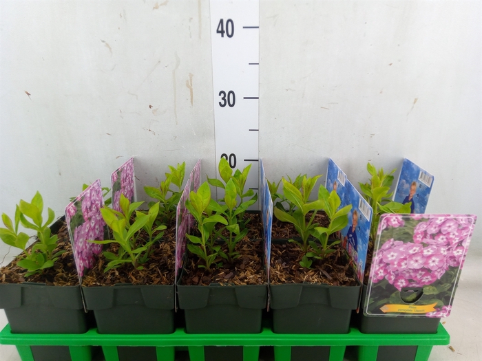 <h4>Phlox panic. 'Uspech'</h4>