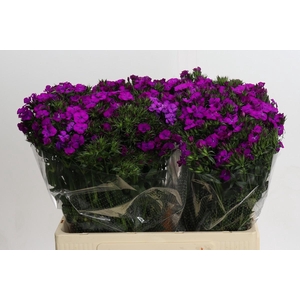 Dianthus Br Amazon Neon Purple