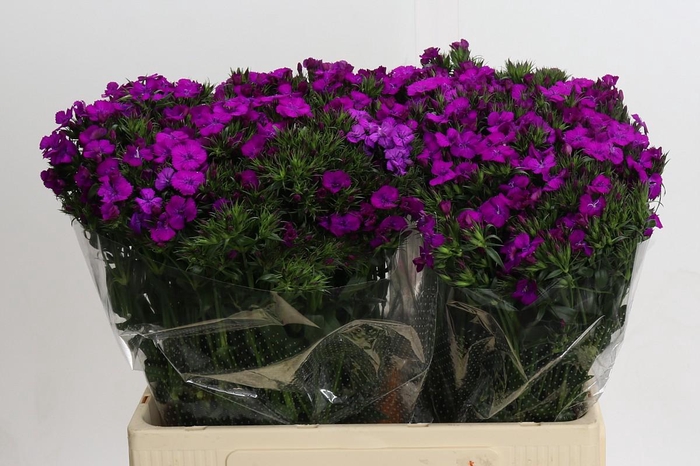 <h4>Dianthus Br Amazon Neon Purple</h4>