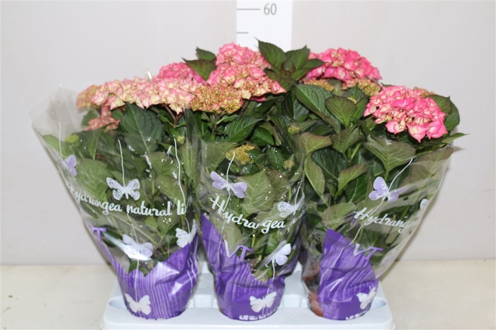<h4>Hydrangea Red Angel Purple 5-7</h4>