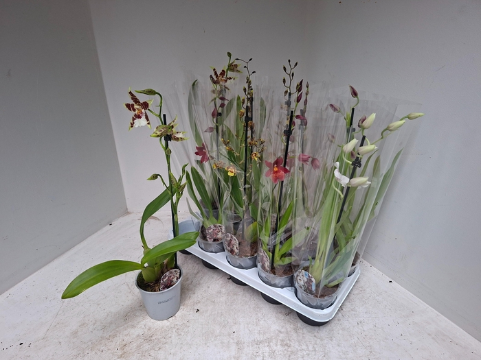 <h4>ORCHIDEEEN GEM</h4>