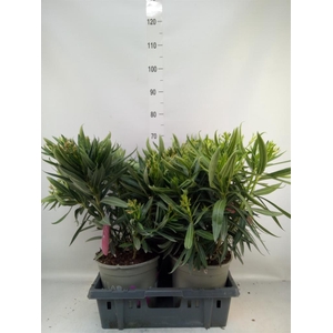 Nerium oleander   ...