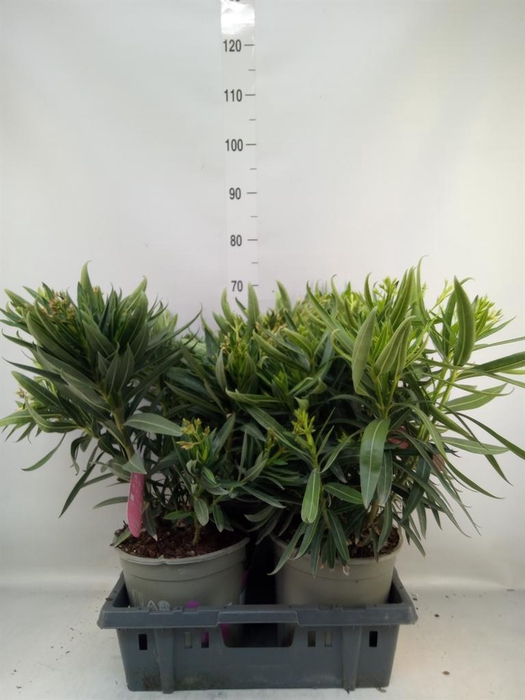 <h4>Nerium oleander   ...</h4>