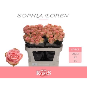 R Gr Sophia Loren Berg A2