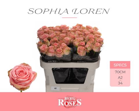 <h4>R Gr Sophia Loren Berg A2</h4>