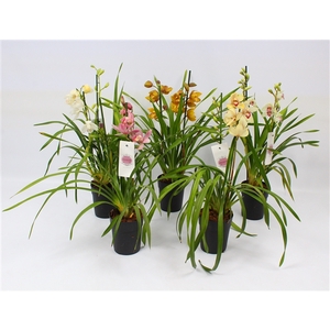 Cymbidium piccobello mix 2 tak