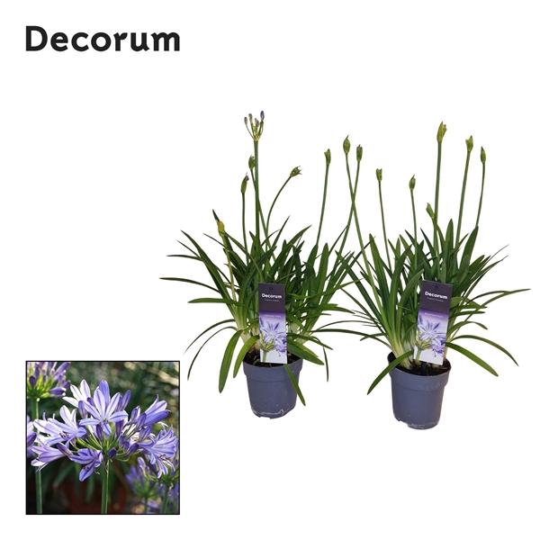 <h4>Agapanthus 'Charlotte'</h4>