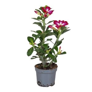 Adenium Obesum Rood 13cm