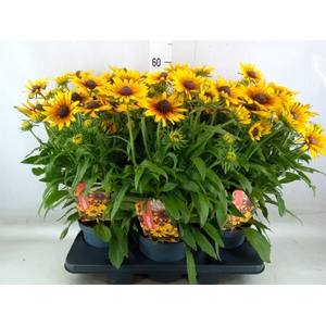 Rudbeckia   ...