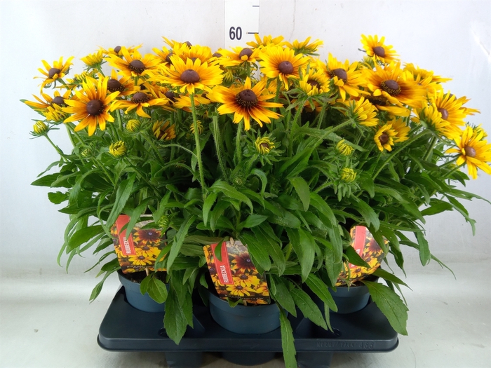 <h4>Rudbeckia   ...</h4>