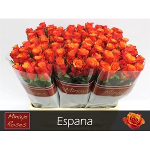 R Gr Espana