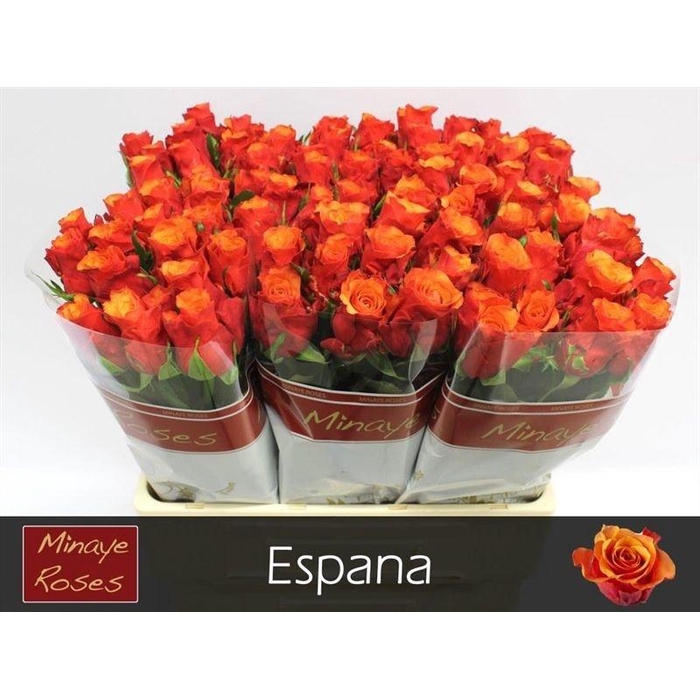 <h4>R Gr Espana@</h4>