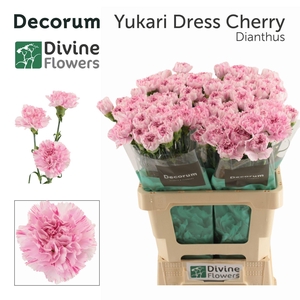 Dianthus ST 'Yukari Dress Cherry'