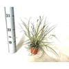 Carex hachijoensis Evergold
