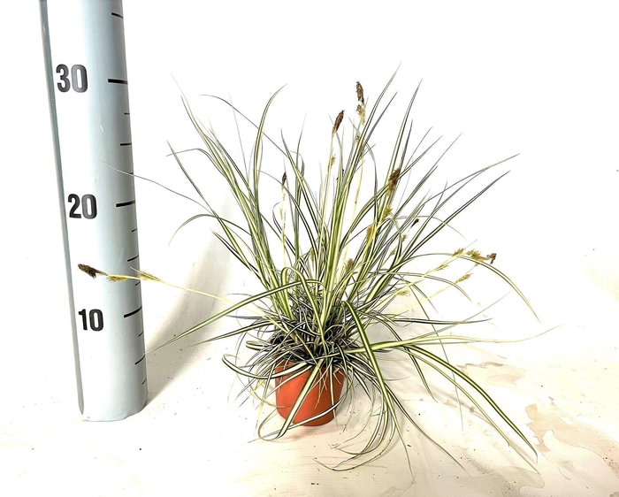 <h4>Carex hachijoensis Evergold</h4>