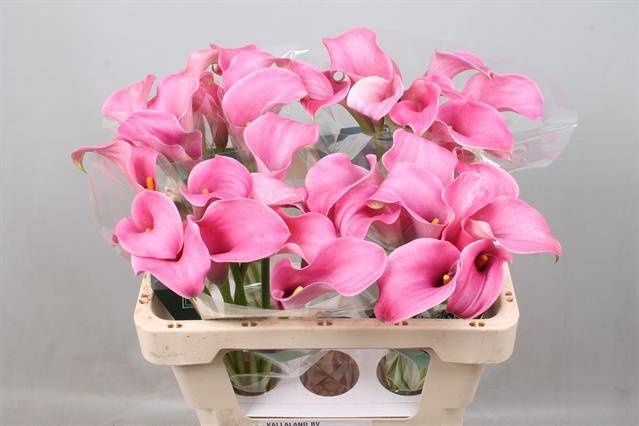 <h4>Calla Candyfloss Kallaland</h4>