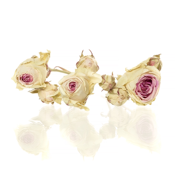Sprayrose 20pc Mimi Eden