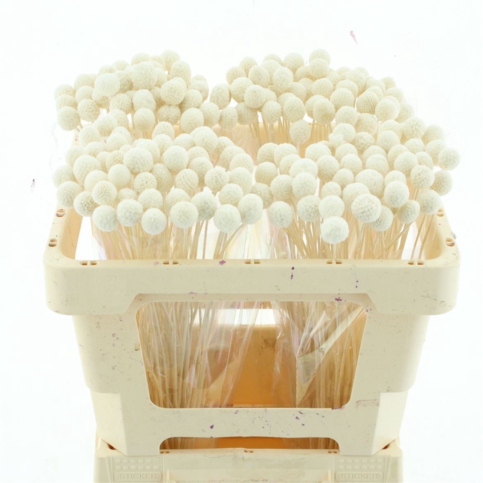 <h4>Pres Bleached Craspedia</h4>