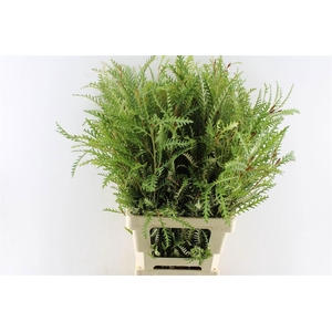 GREVI IVANHOE BRONZE