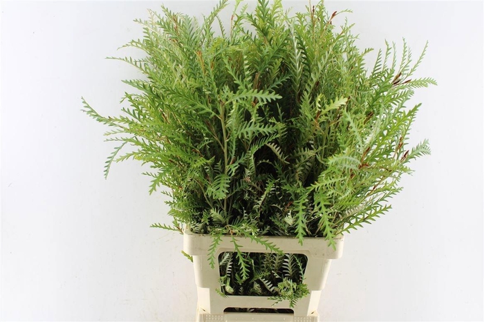 <h4>GREVI IVANHOE BRONZE</h4>