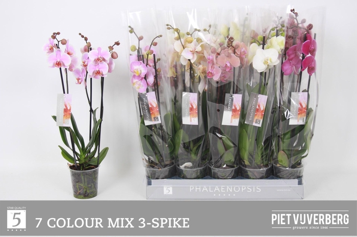 <h4>PHAL GEM 7 KL</h4>