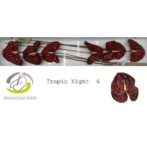 Anthurium andr. 'Tropic Night'