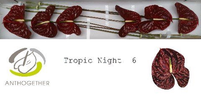 <h4>Anthurium andr. 'Tropic Night'</h4>
