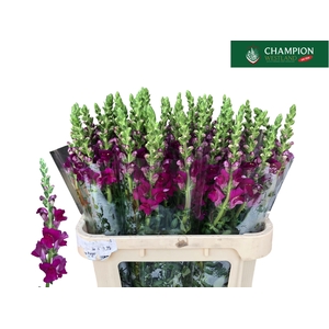 Antir Toulon Purple