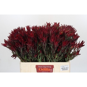 Leucadendron Blush Spray